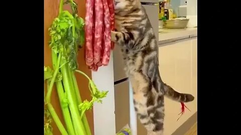 Полосатый гангстер / funny cat / funny video #NatureShortsVideo