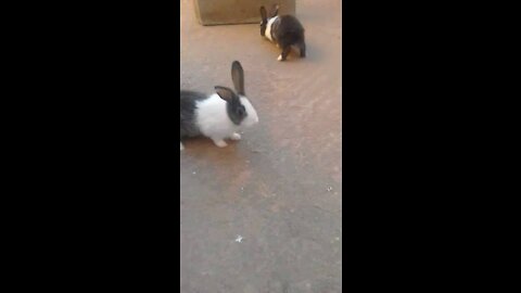 Two rabbits playing in the air