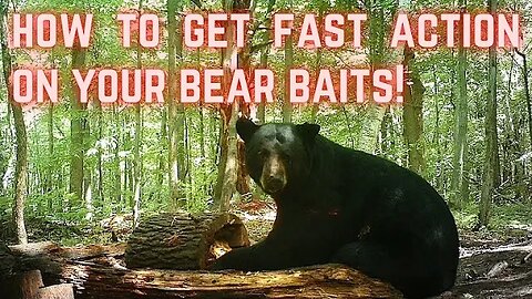 How to get FAST ACTION on your bear bait