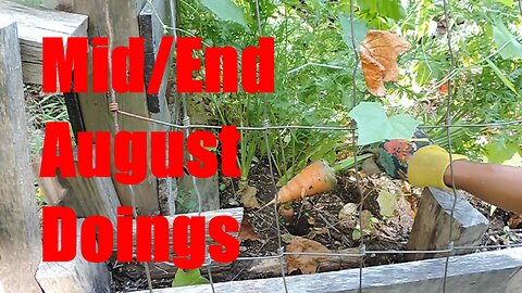 Special delivery, Mid summer harvest and clean-up, Chicks update