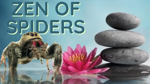 Tarantula Zen - OVERCOME Arachnophobia w/ Relaxing Lo-Fi Music and Beautiful Spiders