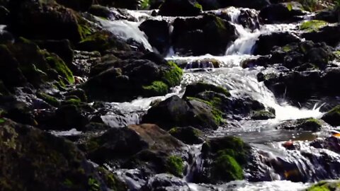 Shady Creek - Nature Sounds for Relaxing Meditation Sleep 1HR