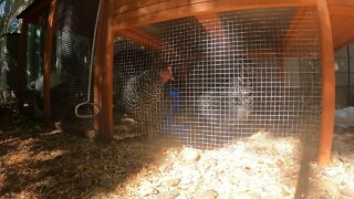 My Backyard Chickens - Episode 68