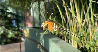 🦋Butterfly Wonderland🦋: Odysea Aquarium🐟🐠🐡Scottsdale Arizona