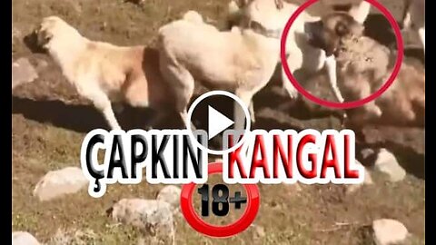 Kangal Shepherd Dogs Vs