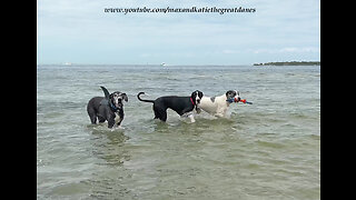 Rescued Great Dane Enjoys Her 1st Day At The Beach With Family & Friends