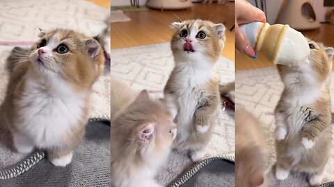 Think if you have this cutie 😸 | Cute pet | Little pussy cat