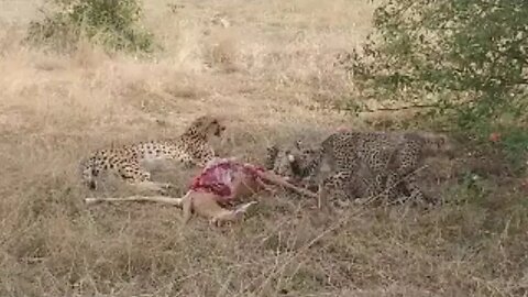 Cheetah And Cubs (Amani ) Feeding, LIVE