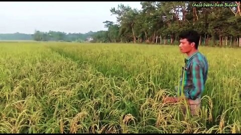 ধানের ভাল ফলন হয়েছে। Paddy field with matured rice in Sylhet.