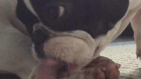 Funny sounds and strange noises! Patient french bulldog puppy loves to clean her paws and fur.