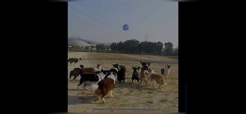 Dogs playing with ball #dog video