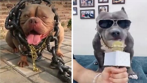 Pitbull Dog status