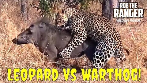 Leopard Vs Warthog Battle | Struggle For Life (Full Sighting)
