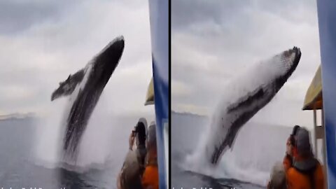 whale Perform Show In Open Sea