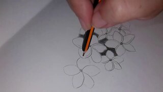 Desenhando com lápis flores e folhas