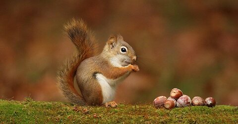 Squirrel Eating