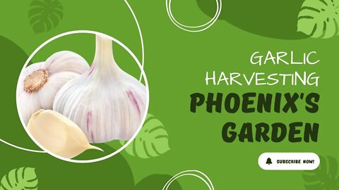 Garlic Harvesting - Phoenix Ankaa In The Garden
