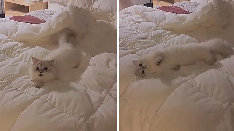 Sleepy cat waits patiently for owner to cuddle up in bed together