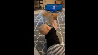 Baby Playing With Cute Pomeranian Puppy