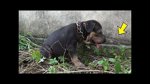 The little dog that has been chained for life is finally free. Millions of love rescue videos!