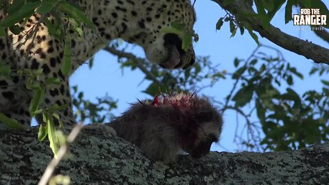 A Female Leopard Caught A Vervet Monkey Then Got Chased By A Hyena!