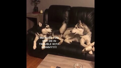 Huskies arguing (with subtitles)