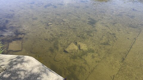 School of minnows Humber river