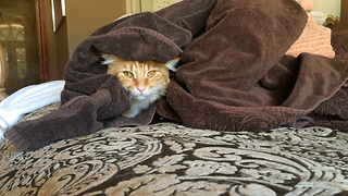 Jack the Cat cuddles up in warm towels