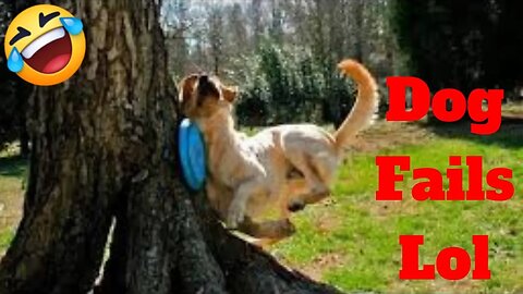 💥Dogs Have A Ruff Life Funny Fails April 2019 LOL😂🙃 | Funny Animal Videos👌