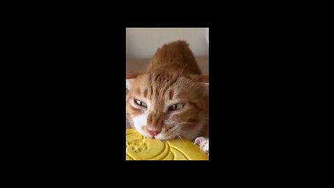 Funny animal's videos