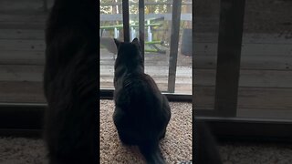 KITTY TV TIME