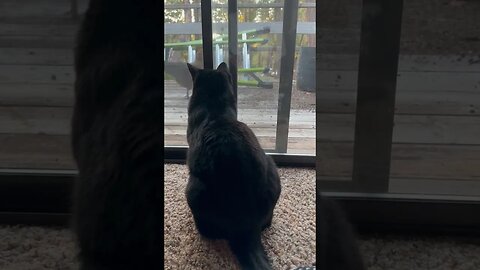 KITTY TV TIME