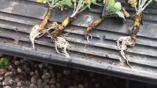 Beautiful Roots on Cuttings in Hydroponic Bed (Free Plants Forever)