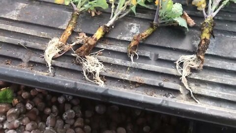 Beautiful Roots on Cuttings in Hydroponic Bed (Free Plants Forever)
