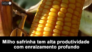 Milho safrinha em Madre de Deus de MG tem alta produtividade com enraizamento profundo