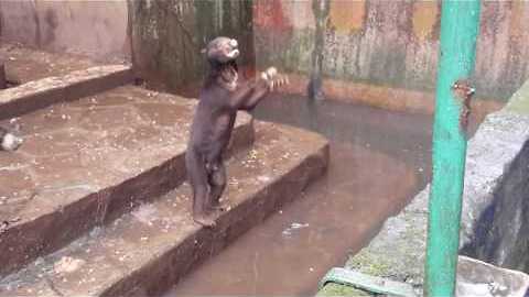 Sun bears at Bandung Zoo very hungry and thin, visitors give them junk food