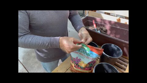 The Joy of Repotting | Eggplant | March 28, 2022