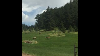 Roaming Elk!