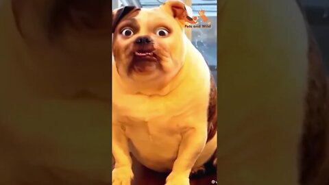 very funny dog, try not to laugh , you laugh you lose aww animals #dogsfunny #Petsandwild