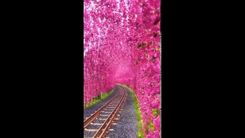 Magic tunnel in Japan