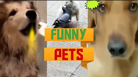 Funny dogs(FUNNY PETS) pets face reaction