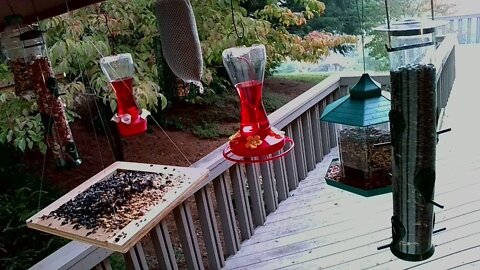 Live Sept 18 2021 Bird Feeder in Asheville NC. In the mountains