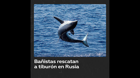 Bañistas rescatan a tiburón atrapado en Rusia