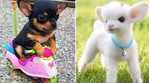 Funniest Animals 2024 😂 Best Funny Cats and Dogs 😻🐶 Part 16 | Cute Baby Dogs