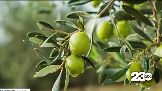 Drought threatens world's olive oil supply