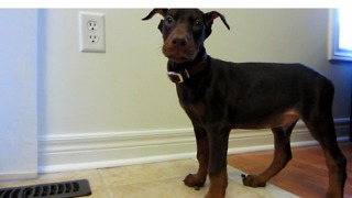 First day home with ADORABLE 10-week old DOBERMAN PUPPY