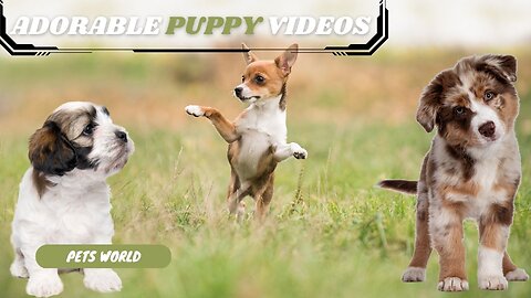 Adorable Pets in HD: Cats, Dogs, and More Doing the Cutest Things Ever #pets #viral |PETSIMAL|