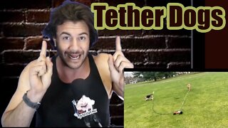 Dog walking made easy. Tether Dogs