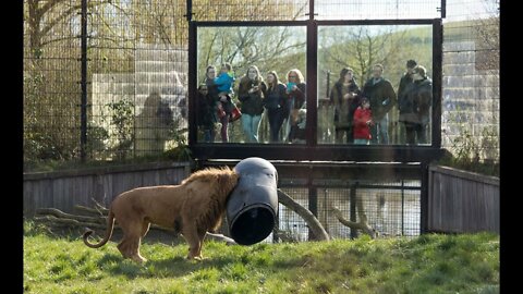 UNBELIEVABLE Lion gets stuck with its head in a feeding-barrel!