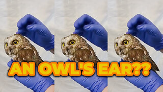 Ever seen an OWL'S EAR??